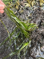 Phyllospadix scouleri