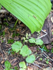 Neottia cordata