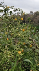 Abutilon grandifolium