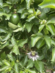 Passiflora edulis flavicarpa