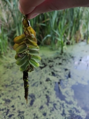 Salvinia natans