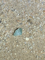 Chlorochlamys phyllinaria