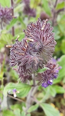 Phacelia brachyantha