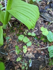 Neottia cordata