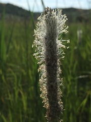 Plantago maxima