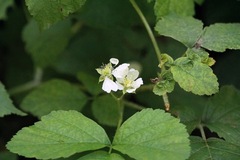 Rubus caesius