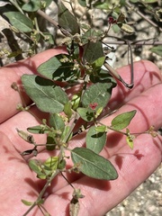 Boerhavia diffusa
