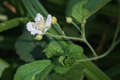 Rubus caesius