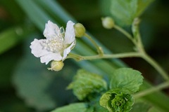 Rubus caesius
