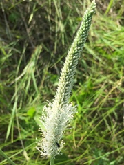 Plantago maxima