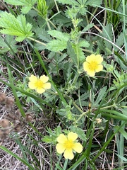 Potentilla recta