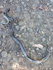 Thamnophis