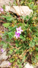 Erodium