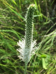 Plantago maxima