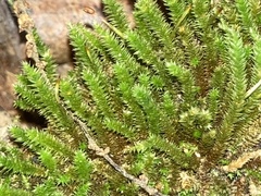 Cryphaea heteromalla