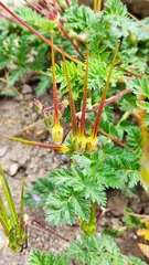 Erodium