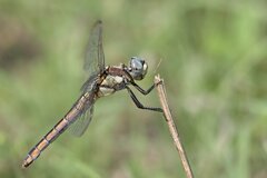 Libellula comanche