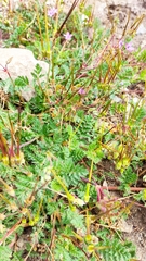 Erodium