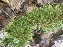 Cryphaea heteromalla