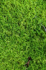 Pleurozium schreberi