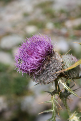 Cirsium eriophorum