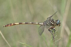 Aphylla angustifolia