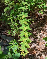 Lysimachia quadrifolia