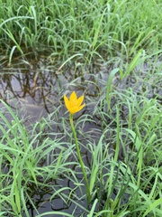 Zephyranthes pulchella