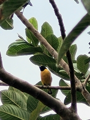 Euphonia chlorotica