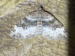 Xanthorhoe lacustrata