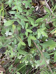 Trifolium medium