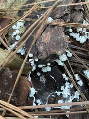 Ceratiomyxa fruticulosa