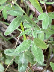 Trifolium medium