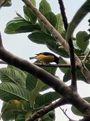 Euphonia chlorotica
