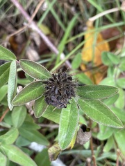 Trifolium medium