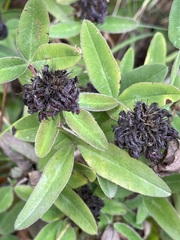 Trifolium medium