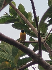 Euphonia chlorotica