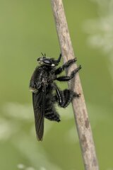 Mallophora leschenaulti