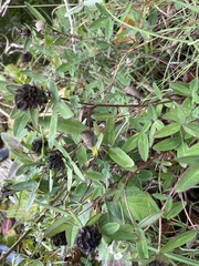 Trifolium medium