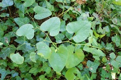 Aristolochia clematitis