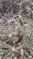 Senegalia bonariensis