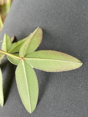 Trifolium medium