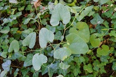 Aristolochia clematitis