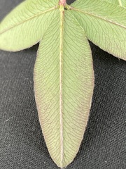 Trifolium medium