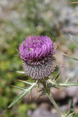 Cirsium eriophorum