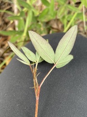 Trifolium medium