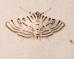 Conchylodes concinnalis