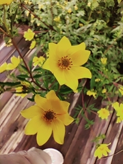 Bidens