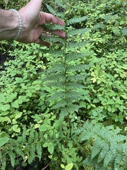Dryopteris clintoniana