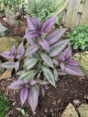 Strobilanthes auriculata dyeriana
